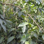 201609 tall tree2.jpg
